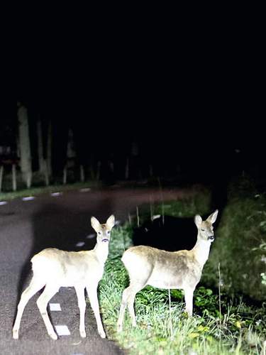 Ein Hirsch läuft über die Straße und ein Auto kommt herangefahren.